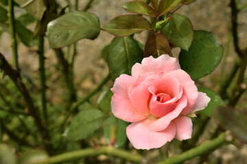 	ピンク色の可愛いバラ
