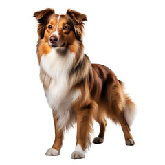 Australian shepherd dog standing isolated on white background