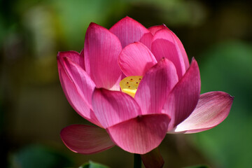 エレガントな赤い蓮の花、古代ハス