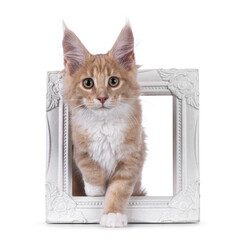 Cute creme with white Maine Coon cat kitten, stepping trough picture frame. Looking towards camera....