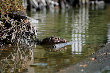 The Asian water monitor (Varanus salvator) is a large varanid lizard native to South and Southeast...
