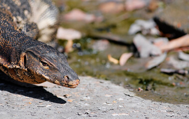 The Asian water monitor (Varanus salvator) is a large varanid lizard native to South and Southeast...