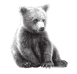 Bear cub face sketch © BigJoy