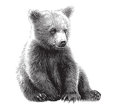 recommend clip art: Bear cub face sketch