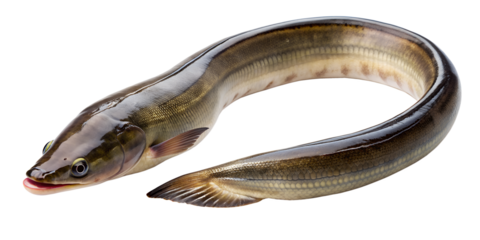 eel fish isolated on transparent background. AI Generative