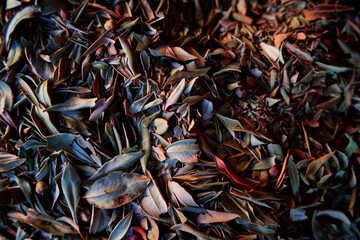 Beautiful dry flowers petals and leaves. Herbal textured background