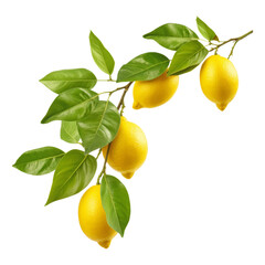 lemons on a branch isolated on transparent background cutout