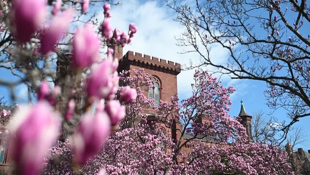 Spring Magnolia in Smithsonian Castle in Washington, District of Columbia