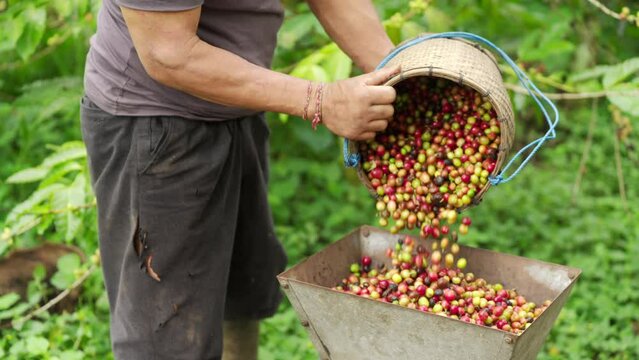 Arabica coffee farmer pouring harvested cherries or berries into mechanical pulper in rural setting, the equipment separates the pulp from the green beans 