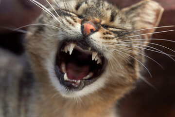 Open mouth of a yawning street cat, close-up