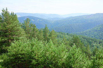 Beautiful mountain landscape. Pine forest on a sunny summer day.