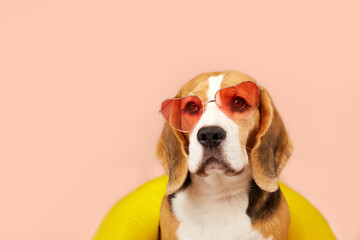 Cute beagle dog wearing sunglasses and a swimming ring on an isolated background. The concept of a...