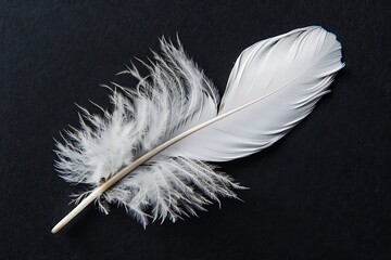 White feather isolated on black background .