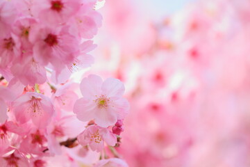 満開の陽光桜のクローズアップ