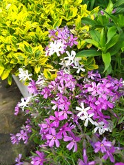 Phlox subulate and Euonymus fortunea grow nearby in a group in the garden.