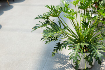 Ornamental plants are planted in small white pots, placed indoors with sunlight. Giving beauty and...