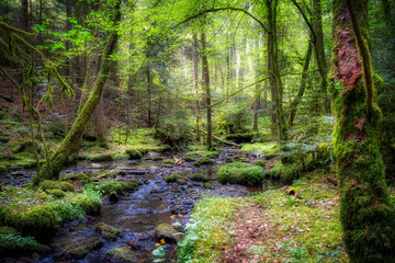 stream in the woods