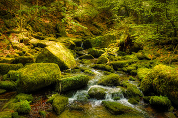 moss covered rocks in the forest