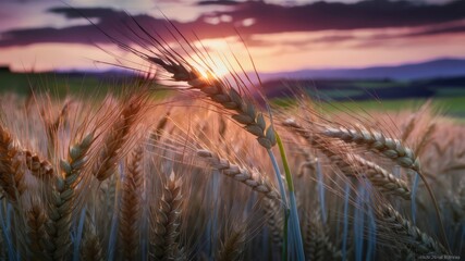 Beautiful close-up macro of a wheat field at dawn. Stunning natural background. - obrazy, fototapety, plakaty