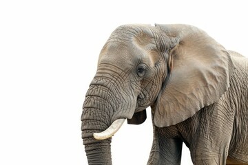 Fototapeta premium a real elephant with white background 