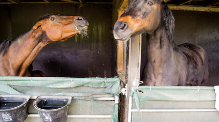 old wooden stable with a horse mare and a 3 weeks young foal