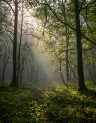 Obraz premium Mistery forest