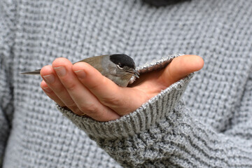 Verletzter Vogel nach Flug gegen der Glasscheibe