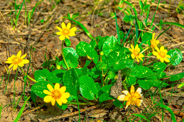 Yellow flowers bloom in spring in the forest. Snowdrops. blue buttercups. Abstract field landscape.spring-summer concept. close-up and blurred forest background. Idyllic nature. orchid flower