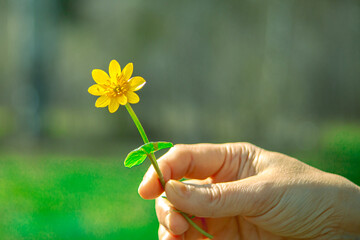 yellow flowers in hand. The girl holds wild flowers in her hand. Blurred soft background, soft...