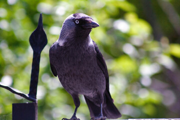 Fototapeta premium crow on a branch