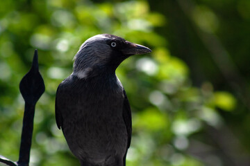 crow on a branch
