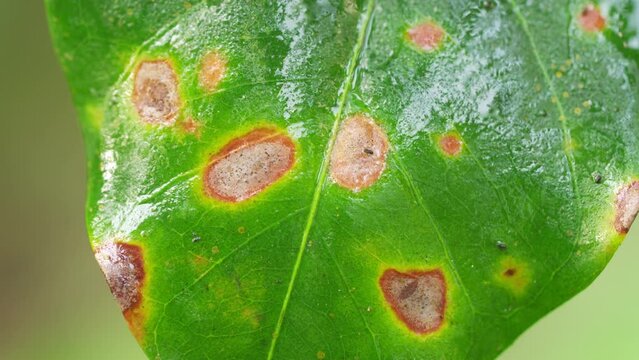 Coffee leaf infected with hemileia vastatrix, a leaf rust fungal disease affecting plants