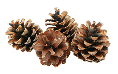 A Solo Display, White Background Pine Cones, Embracing White Space, Isolated Pine Cones, Copy Space