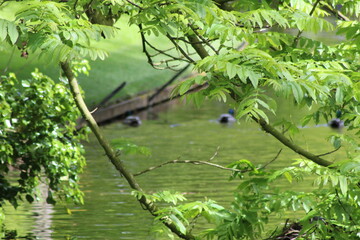 Magnifique jardin de fleurs au Pays bas à Keukenhof