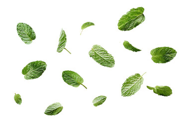 Isolated Fresh Mint Leaves on White Background, Crisp Mint Leaves, Copy Space