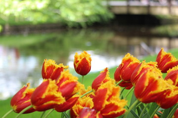 Magnifique jardin de fleurs au Pays bas à Keukenhof