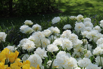 le plus beau jardin de fleurs au pays bas