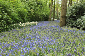 Magnifique jardin de fleurs au Pays bas à Keukenhof