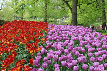 Magnifique jardin de fleurs au Pays bas à Keukenhof