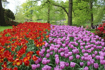 le plus beau jardin de fleurs au pays bas