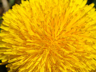 Dandelion Taraxacum. Yellow dandelion flowers