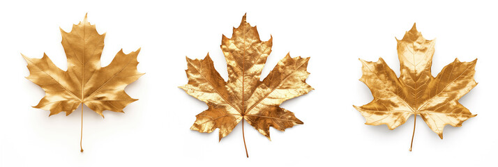 Set of gold maple leaves with shadow isolated on white background