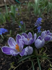 purple crocus flowers