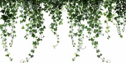 Fototapeta premium Creeper border hanging isolated on white