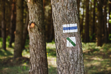 Walking trail background. Blue forest path. Brown tree trunk. Guide sign made with paint. Symbol points right way to go. Forest navigating map. Blue hiking trail.