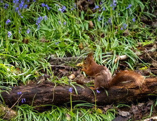 Endangered Red Squirrels on the Isle of Anglesey