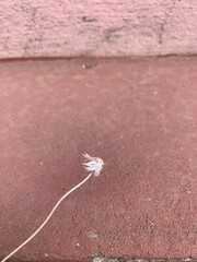 Beautiful pictures of grass flowers.