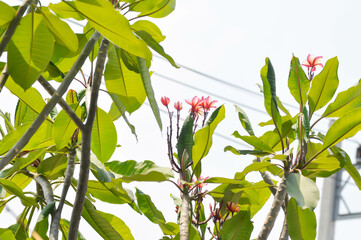 pagoda tree or frangipani or temple tree and pink flowers , sky background