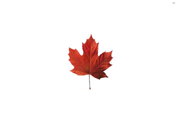 Maple leaf on a transparent background. Canada Day autumn concept.