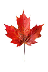 Naklejka premium Maple leaf on a transparent background. Canada Day autumn concept.